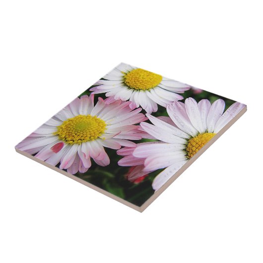 Drie roze en witte zeeschildpadden tegeltje (Zijkant)