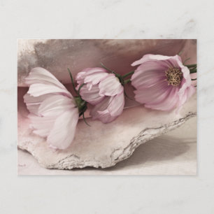 Drie roze kosmos briefkaart