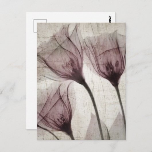 Drie roze röntgenbloemen briefkaart (Voorkant / Achterkant)