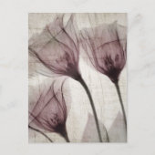 Drie roze röntgenbloemen briefkaart (Voorkant)