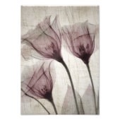 Drie roze  röntgenbloemen foto afdruk (Voorkant)