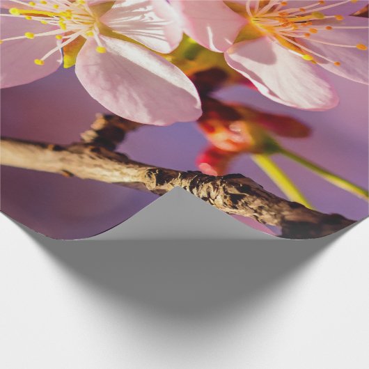 Drie roze Sakura Blossom Cadeaupapier (Hoek)