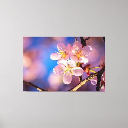 Drie roze Sakura Blossom Canvas Afdruk (Voorkant)