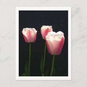 Drie roze tulp bloemen. Kerstmis, feestdagen. Feestdagenkaart