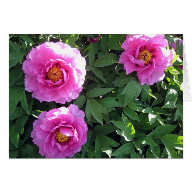 Drie roze volken (Voorkant Horizontaal)