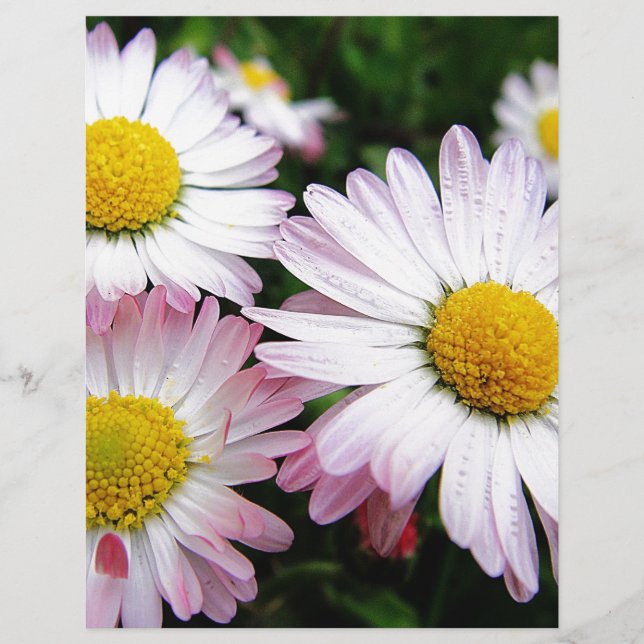 Drie roze zeeschildpadden (Voorkant)