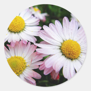 Drie roze zeeschildpadden ronde sticker