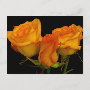 Drie Rozen Briefkaart