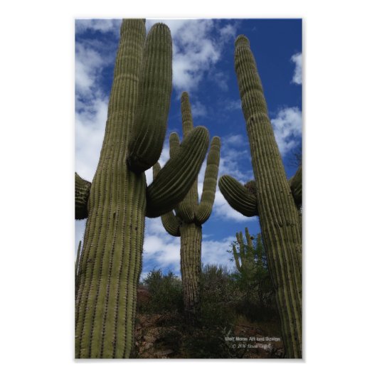 Drie Saguaro cactussen tegen blauwe lucht en wolke Foto Afdruk (Voorkant)