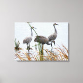 Drie Sandhill kranen Canvas Afdruk (Voorkant)