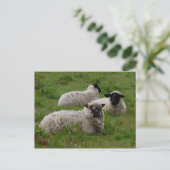 Drie schapen briefkaart (Staand voorkant)