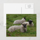 Drie schapen briefkaart (Voorkant / Achterkant)