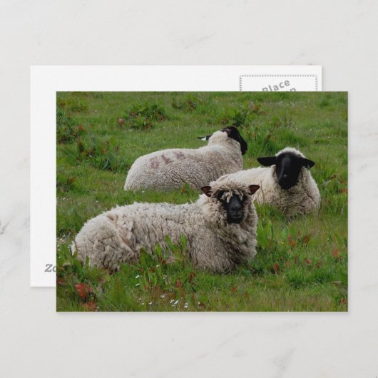 Drie schapen briefkaart (Voorkant / Achterkant)
