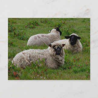 Drie schapen briefkaart