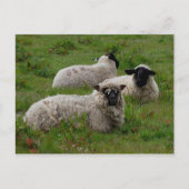 Drie schapen briefkaart (Voorkant)
