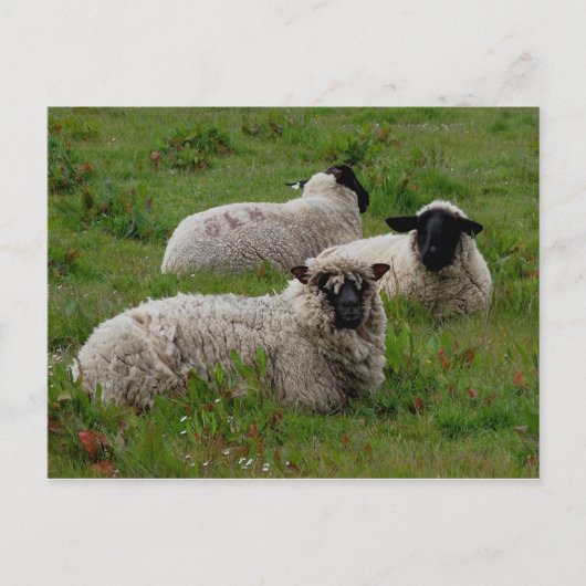 Drie schapen briefkaart (Voorkant)