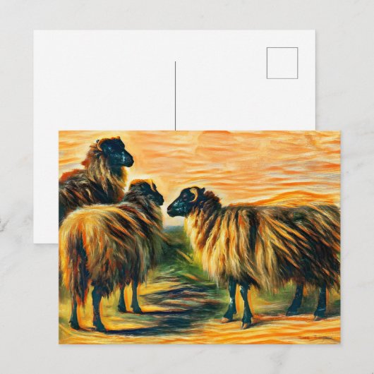 Drie schapen briefkaart (Voorkant / Achterkant)