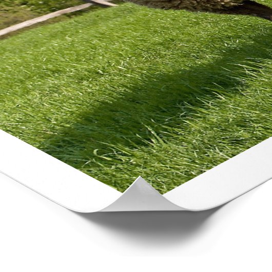 Drie schapen in een grap poster (Hoek)