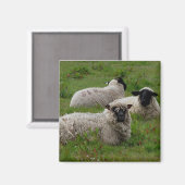 Drie schapen magneet (Voorkant / Achterkant)