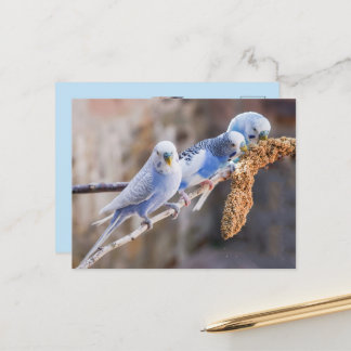Drie Schattige Blauwe Grasparkieten Aangepaste Fot Briefkaart