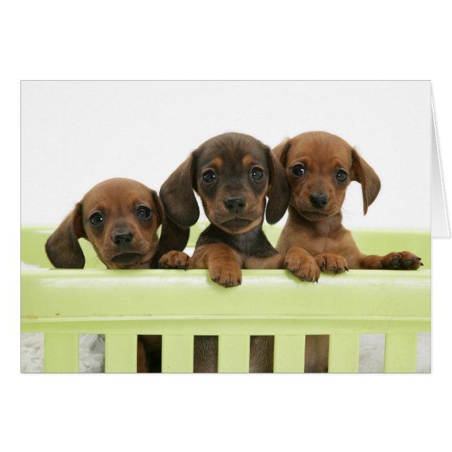 Drie Schattige Dachsund-Puppies (Voorkant Horizontaal)