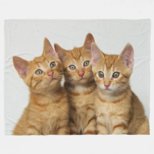 Drie schattige gemberkittens portreteren naast elk fleece deken