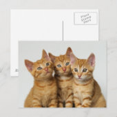 Drie schattige gemene kittens naast elkaar briefkaart (Voorkant / Achterkant)