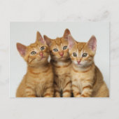 Drie schattige gemene kittens naast elkaar briefkaart (Voorkant)