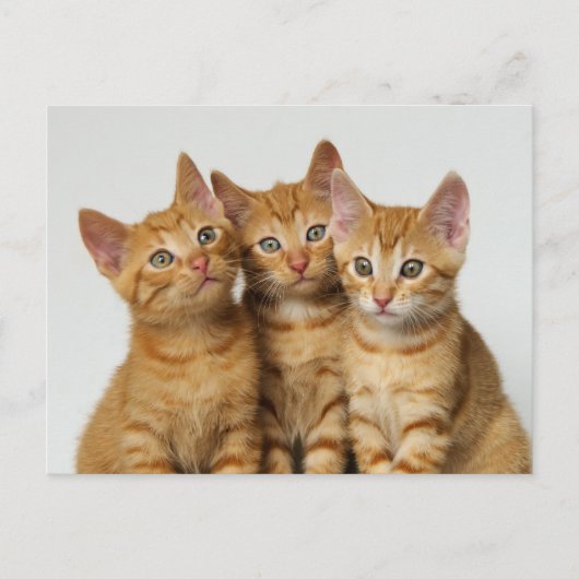 Drie schattige gemene kittens naast elkaar briefkaart (Voorkant)