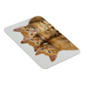 Drie schattige gemene kittens naast elkaar magneet (Rechterzijde)