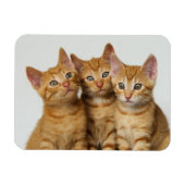 Drie schattige gemene kittens naast elkaar magneet (Horizontaal)