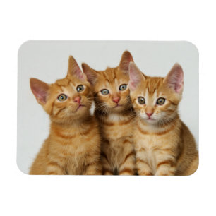 Drie schattige gemene kittens naast elkaar magneet