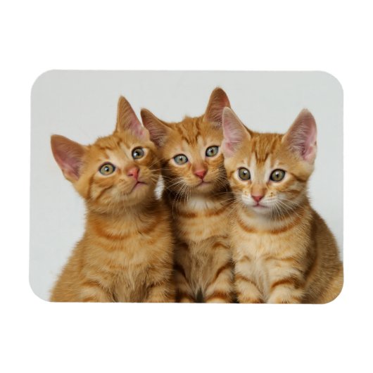 Drie schattige gemene kittens naast elkaar magneet (Horizontaal)