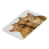 Drie schattige gemene kittens naast elkaar magneet (Linkerzijde)