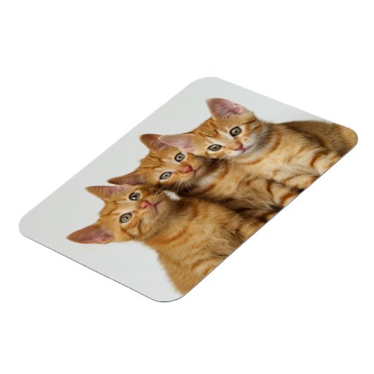 Drie schattige gemene kittens naast elkaar magneet (Linkerzijde)