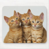 Drie schattige gemene kittens naast elkaar muismat (Voorkant)
