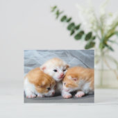 Drie schattige kleine kittens foto-briefkaart briefkaart (Staand voorkant)