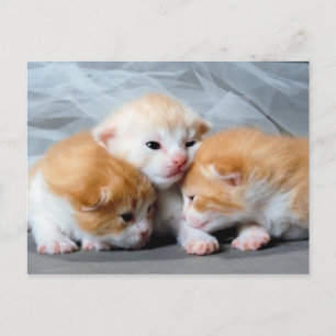 Drie schattige kleine kittens foto-briefkaart briefkaart