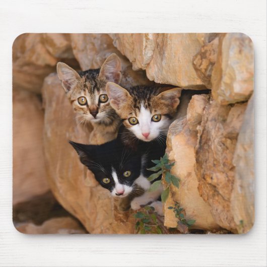 Drie schattige merkwaardige kittens muismat (Voorkant)