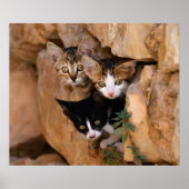 Drie schattige merkwaardige kittens poster (Voorkant)