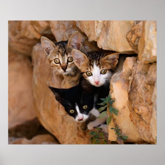 Drie schattige merkwaardige kittens poster (Voorkant)
