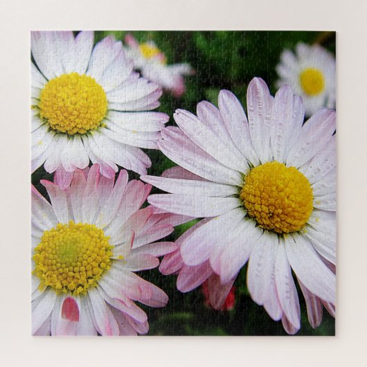 Drie schattige, roze dageraad legpuzzel (Verticaal)