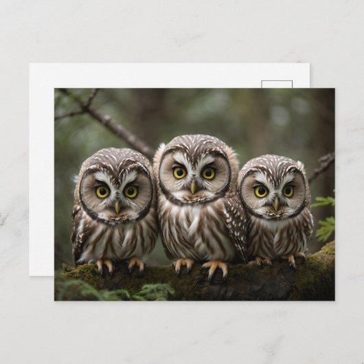 Drie Schattigee Baby uilen met grote ogen Briefkaart (Voorkant / Achterkant)