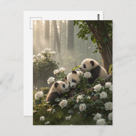 Drie Schattigee panda's Briefkaart (Voorkant / Achterkant)