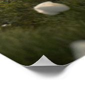 Drie Schattigee panda's Poster (Hoek)