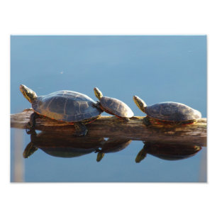 Drie schildpadden op een log foto vergroting afdruk
