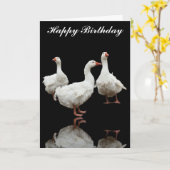 DRIE SEBASTOPOL GEESE FOTO BLACK WENSKAART KAART (Gele Bloem)