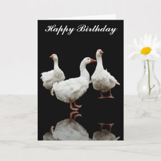 DRIE SEBASTOPOL GEESE FOTO BLACK WENSKAART KAART
