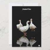 DRIE SEBASTOPOL GEESE ZWARTE BIRTHDAY-INVITATIE KAART (Achterkant)