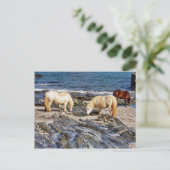 Drie Shetland Ponies op afgelegen zuidontwikkeling Briefkaart (Staand voorkant)